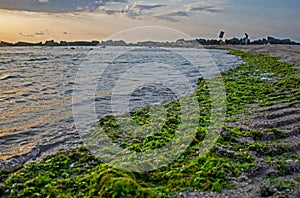 Green algae brought by the waves to the beach. Algae invasion