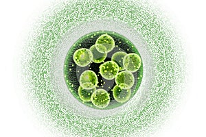 Green Algae Cells 3D Illustration