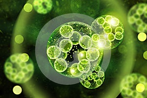 Green Algae Cells 3D Illustration