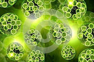 Green Algae Cells 3D Illustration