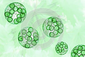 Green Algae Cells 3D Illustration