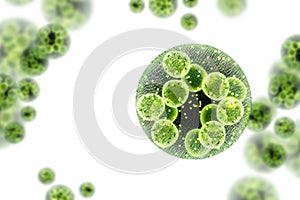 Green Algae Cells 3D Illustration photo