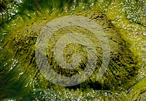 Green Algae