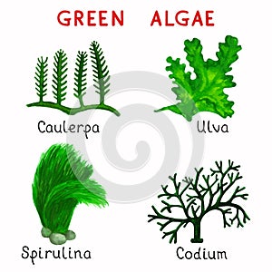 Green algae