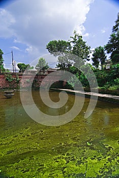 Green algae covered pond