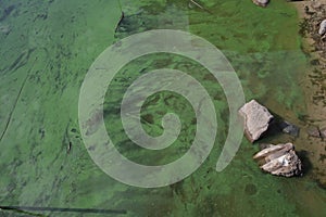 Green algae covering the surface of stagnant water