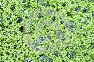 Green algae detail