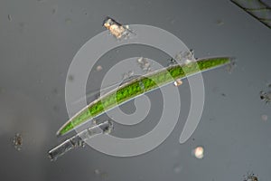 Green algae in drops of water