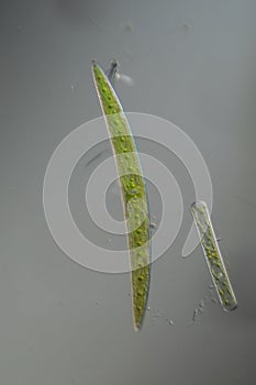 Green algae in drops of water