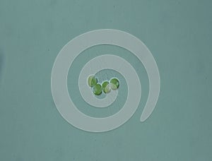 Green algae in drops of water