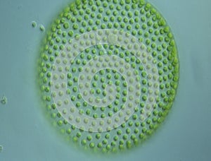 Green algae in drops of water