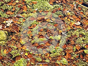 Green algae and fallen autumn leaves on a pond surface