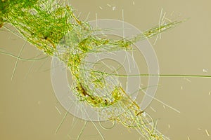 Green algae filaments photo