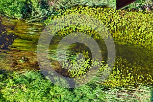 green algae, grass, water lilies float in a transparent river. ecosystem, environmental protection, water bodies