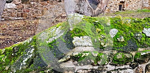 Green algae and green grass grown on rocky steps in ancient building