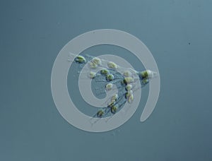 Green algae at high magnification