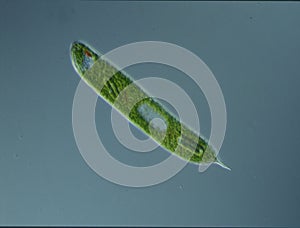 Green algae at high magnification