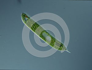 Green algae at high magnification