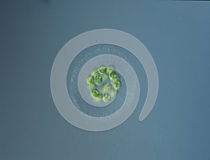 Green algae at high magnification