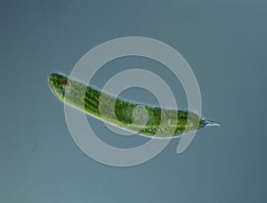 Green algae at high magnification
