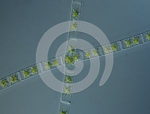 Green algae at high magnification