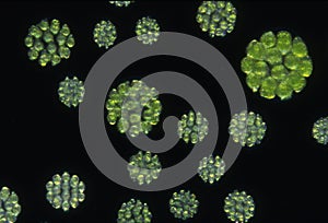 Green algae at high magnification