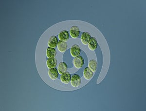 Green algae at high magnification