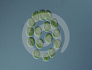Green algae at high magnification