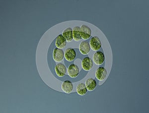 Green algae at high magnification