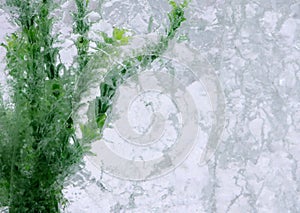 Green algae in ice block photo