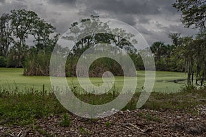 Green Algae Lake. Green swamp land