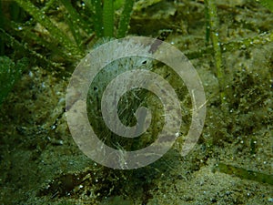 Green algae Merman\'s shaving brush (Penicillus capitatus) close-up undersea, Aegean Sea