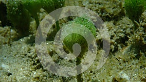 Green algae Merman\'s shaving brush (Penicillus capitatus) close-up undersea, Aegean Sea