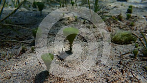 Green algae Merman\'s shaving brush (Penicillus capitatus) undersea, Aegean Sea