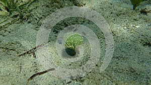 Green algae Merman\'s shaving brush (Penicillus capitatus) undersea, Aegean Sea