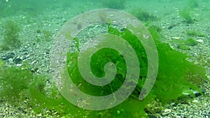 Green algae move from the movement of water