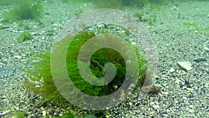 Green algae move from the movement of water