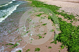 Green algae over beach