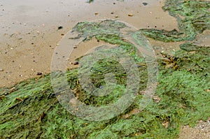 Green algae pollution on a bank of river