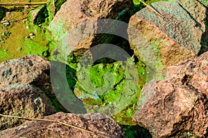 Green algae pollution on a bank of river. Ecological concept