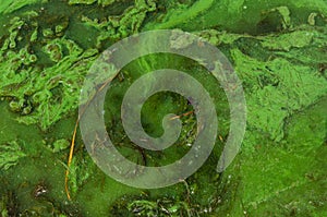 Green algae pollution on a water surface