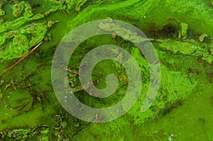 Green algae pollution on a water surface