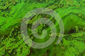 Green algae pollution on a water surface
