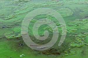 Green algae pollution on a water surface