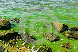 Green algae pollution on the water surface. Ecological concept