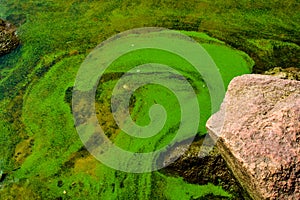 Green algae pollution on the water surface. Ecological concept