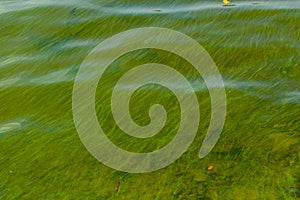 Green algae pollution on the water surface. Ecological concept