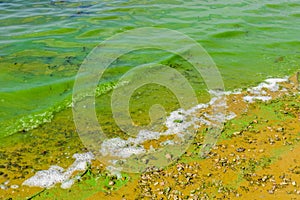 Green algae pollution on the water surface. Ecological concept