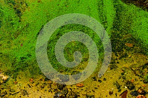 Green algae pollution on the water surface. Ecological concept