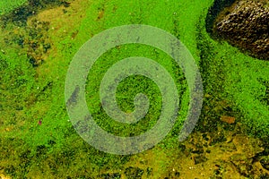 Green algae pollution on the water surface. Ecological concept